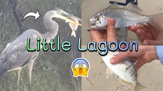 Epic Day Fishing Little Lagoon In Gulf Shores Alabama