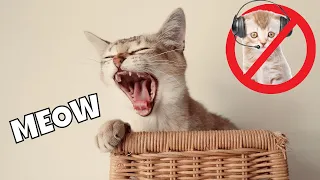 Cats shouldn't listen! Cats And Kittens Meowing Compilation 2023  NEW  Part 3