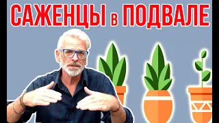 Зимовка растений в подвале  / Игорь Билевич