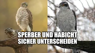 Sperber und Habicht unterscheiden