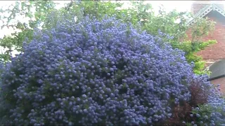 Californian lilac / Ceanothus