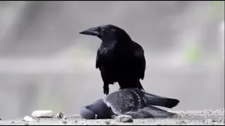 Crows eat a pigeon alive