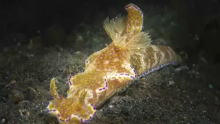 Lembeh Day 8