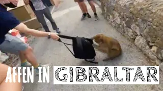 Freche Affen in Gibraltar - Reisebericht von Elias