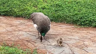 Five Peachicks Spotted on This Day