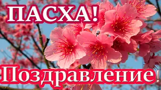 🌺ОЧЕНЬ КРАСИВОЕ ПОЗДРАВЛЕНИЕ С ПРАЗДНИКОМ ПАСХИ! РАДОСТЬ ВОСКРЕСЕНИЯ! ХРИСТИАНСКИЕ СТИХИ. МСЦ ЕХБ.🌺