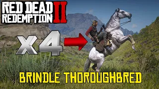 Brindle Thoroughbred THE ULTIMATE TUTORIAL - RDR2