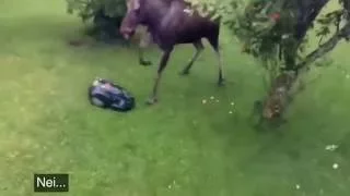 Lawnmower vs apple thieving moose