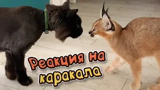 CARACAL REACTION TO THE CATS