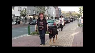 Hovawart Finley vom Ostfriesenhof, Hundeschule in Datteln Stadttraining