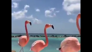 Flamingo promenade on the beach in Aruba 🌴