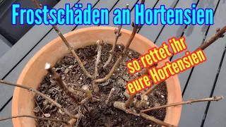 Hortensien Frostschaden im Frühjahr - Erfrorene Hortensien retten