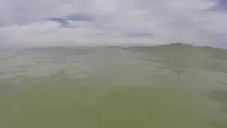 Shark Attack - Clearwater Beach
