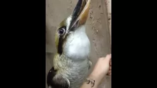 Laughing kookaburra