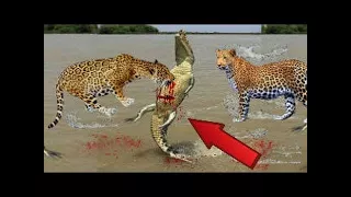 JAGUAR vs CROCODİLE ►► Real Fight - Grizzly Bear Wolf Mongoose Cobra Snake Puma Cougar Mountain Lion