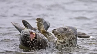 Тюлени в Латвии научились отбирать рыбу у рыбаков