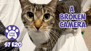 New Laser Pointer Toys, A Broken Camera - S7 E20 - Lucky Ferals Cat Vlog - Life With 11 Cats