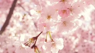 Springtime Cherry Blossoms with Relaxing Music Ambience