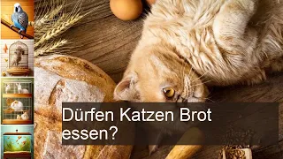 Dürfen Katzen Brot essen? - Wamiz