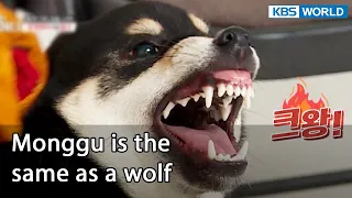 Monggu is the same as a wolf [Dogs are incredible : EP.132-6] | KBS WORLD TV 220726