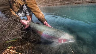 20lb trout caught From Hydro Canal!