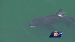 Basking sharks spotted feeding in Cape Cod Bay