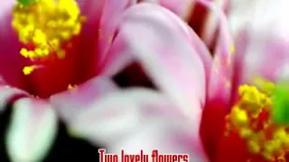 Two Lovely Flowers - Eddie Peregrina