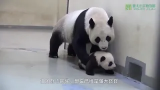 Мама панда укладывает ребенка спать