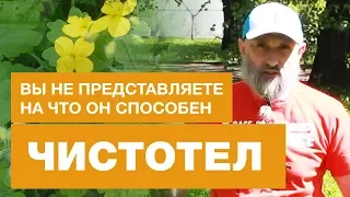 Чистотел  Вы Не Знаете На Что Он Способен!