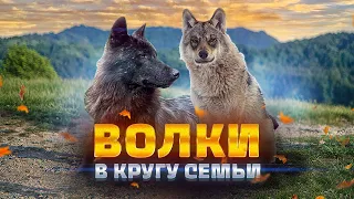 Волки в кругу семьи