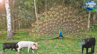 We live and show a forest farm. The pig “wanted” and left the house. Electricity in the "school".