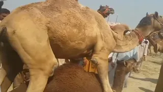 Funny Camel mating first time🦸| beautiful seen of camel mating | #camel