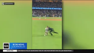 Couple at center of Dodger Stadium proposal recounts viral moment