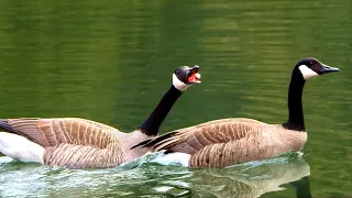 Canada Geese Fighting and Calling Loudly