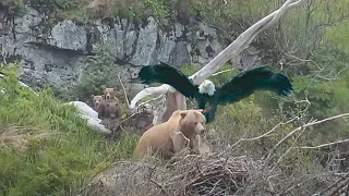 Орланы напали на медведя. Случаи с дикими хищниками.