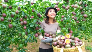 Harvest Passion Fruit Garden Goes to the Market sell - Cooking, Daily life, Make crafts | Tieu Lien