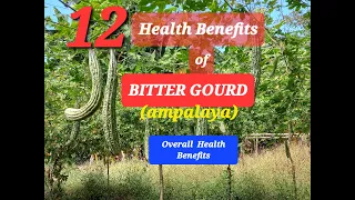 12 Benefits of Bitter Gourd that We Should Know About It | Overall Health Benefits