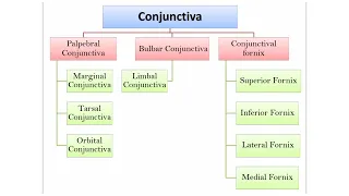 Parts of Conjunctiva | What is Conjunctiva?