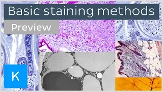 Basic histological staining methods (preview)  - Human Histology | Kenhub