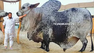 Benazir SJ Cattel Farm Karachi Eid al-Adha Biggest Qurbani Bulls 2022