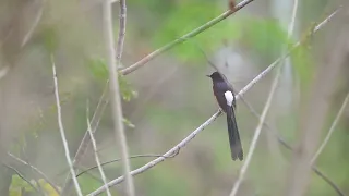 White-rumped shama mimics Black bulbul 白腰鵲鴝學紅嘴黑鵯 台中 20230326