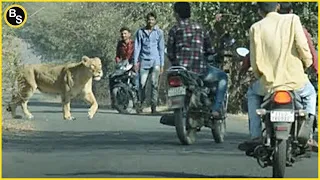 20 Terrifying Moments of Wild Animals Roaming The Streets