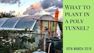 What to plant in a polytunnel?