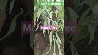 Oldest Mango Tree #shorts #shortsfeed #trending #youtubeshorts #mango