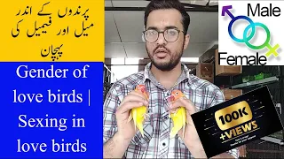 Love birds me Male and Female ki pehchan | Difference b/w Male and Female in Love birds Urdu/ Hindi