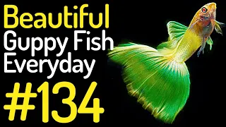 Guppy Channel - Beautiful Guppy Fish Everyday 134