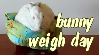 Bunny Weigh Day - Tracking Your Rabbit's Weight | Bunny Basics