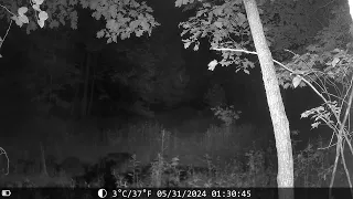 Weird light rod caught on trail camera!