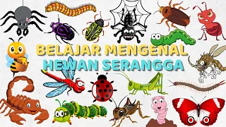 Belajar Mengenal Hewan Serangga Bahasa Indonesia & Bahasa Inggris | Learning Animals Insects