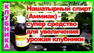 Нашатырный спирт (Аммиак) - супер средство для увеличения урожая клубники